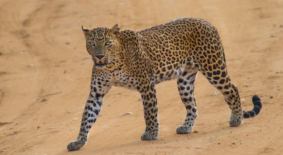 Leopard Camera Trap Study- Yala National Park