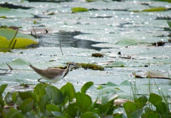 Illegal Construction at Thalangama Wetland