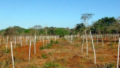 Amarawewa Forest Clearing