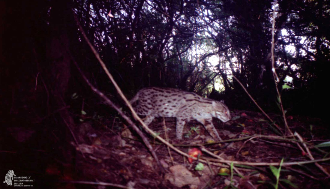 Urban Fishing Cat Conservation Project