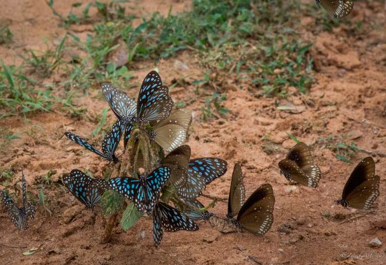 Value Sri Lanka’s Biodiversity and Ecosystem Services